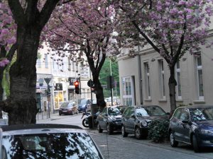 Kirschblüten, Bonn, Altstadt, Kitsch