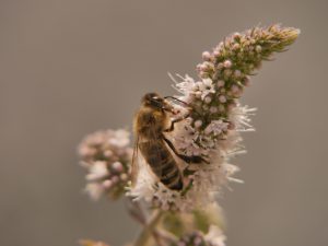 Biene krabbelt auf Minzblüte herum